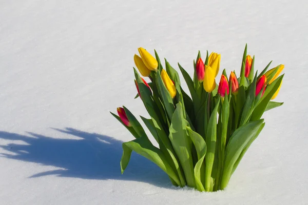 Tulipani nella neve — Foto Stock