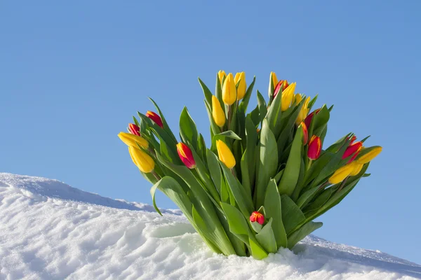 Tulipanes en la nieve — Foto de Stock