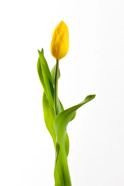 Tulipes jaunes sur fond blanc — Photo