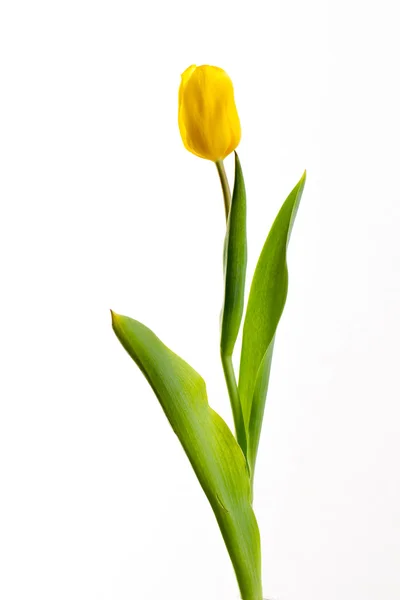 Tulipanes amarillos sobre fondo blanco —  Fotos de Stock