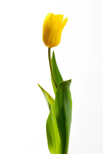 Tulipes jaunes sur fond blanc — Photo