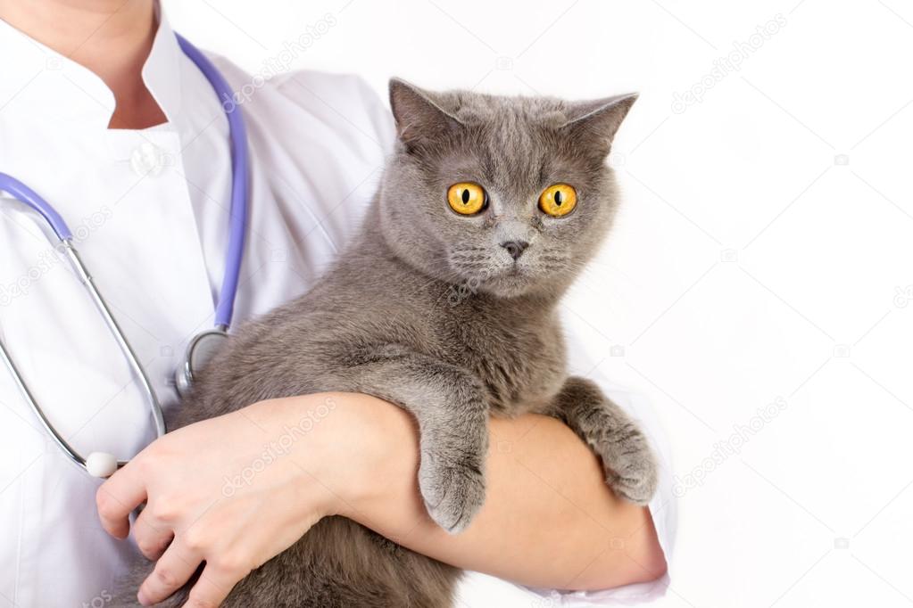The veterinarian holds a cat in her arms