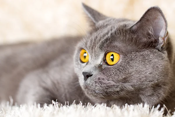 gray British cat lying on a light carpet