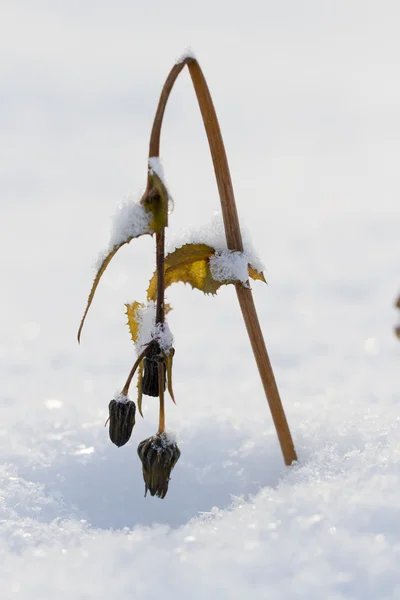 Arado flor en la nieve — Foto de Stock