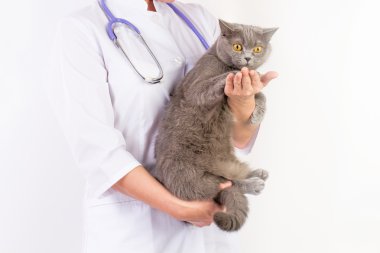 Veteriner bir kedi onun kollarında tutar.