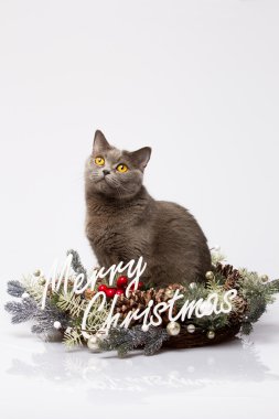 İngiliz kedi beyaz bir arka plan üzerinde mutlu Noeller kelimelerle poz