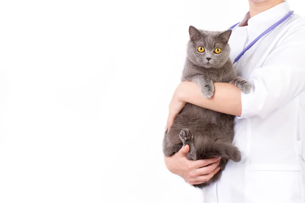 Veteriner bir kedi onun kollarında tutar.