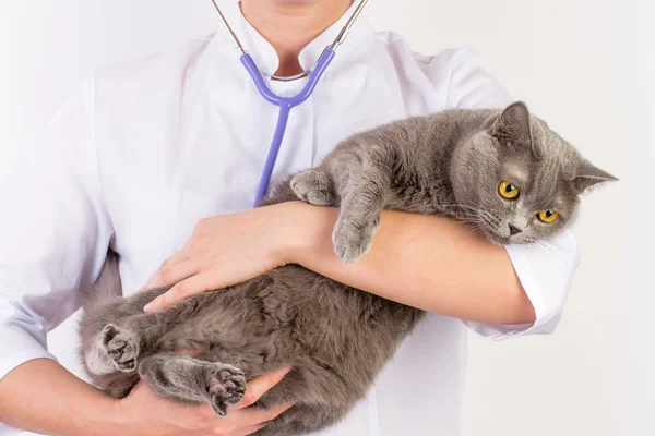 Ο κτηνίατρος κατέχει μια γάτα στην αγκαλιά της — Φωτογραφία Αρχείου