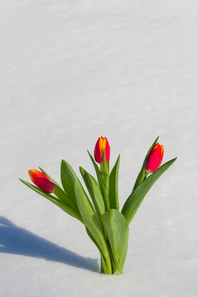 Tulipes dans la neige — Photo