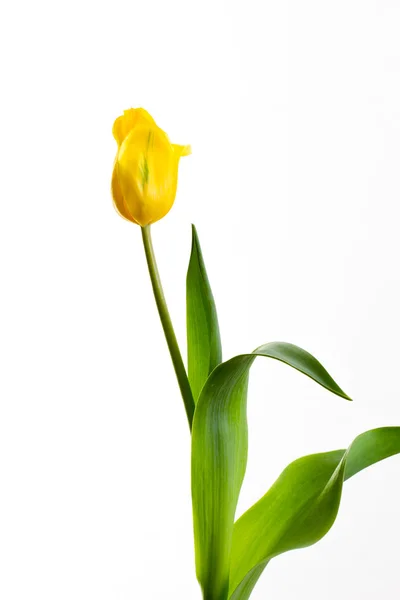 Tulipes jaunes sur fond blanc — Photo