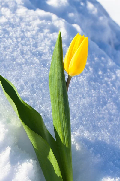 Tulipanes en la nieve — Foto de Stock