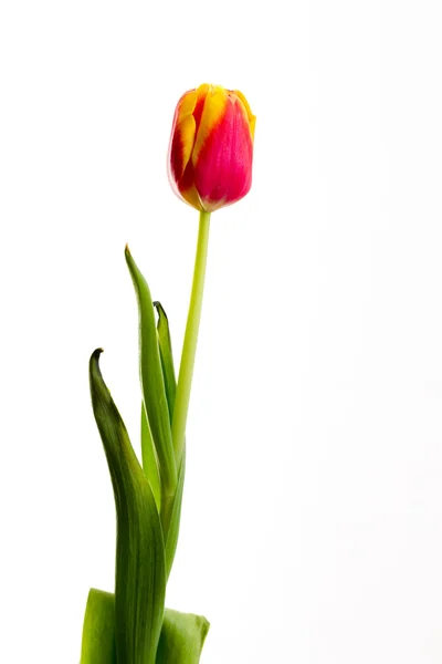 Tulipes jaunes sur fond blanc — Photo