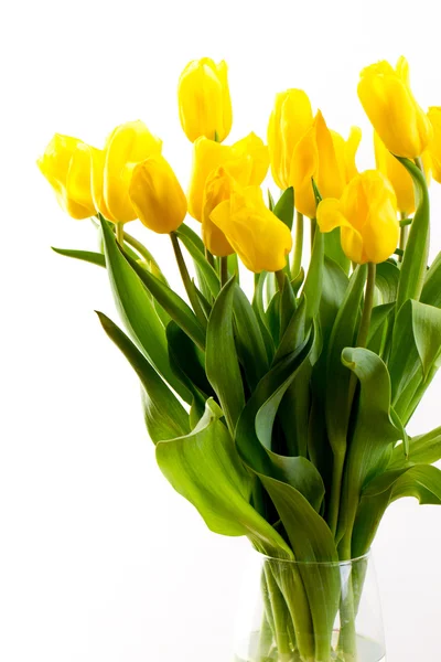 Bouquet of tulips on a white background — Stock Photo, Image