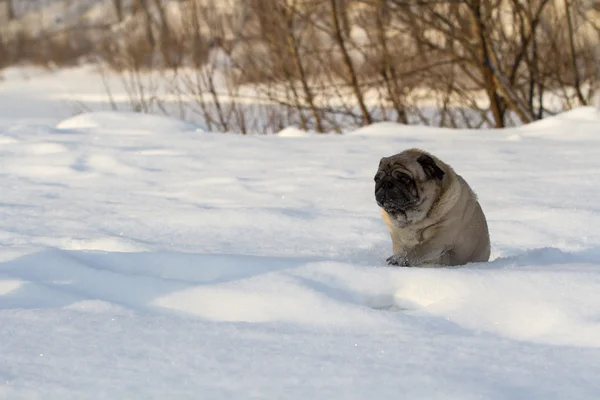 Pug dog on white snow — Stock Photo, Image