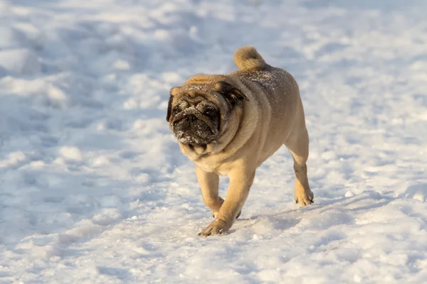 Pug dog on white snow — Stock Photo, Image