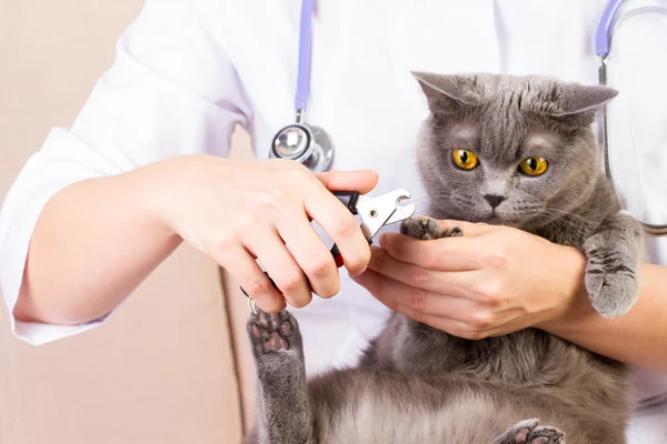 O veterinário cortou suas garras gatos — Fotografia de Stock