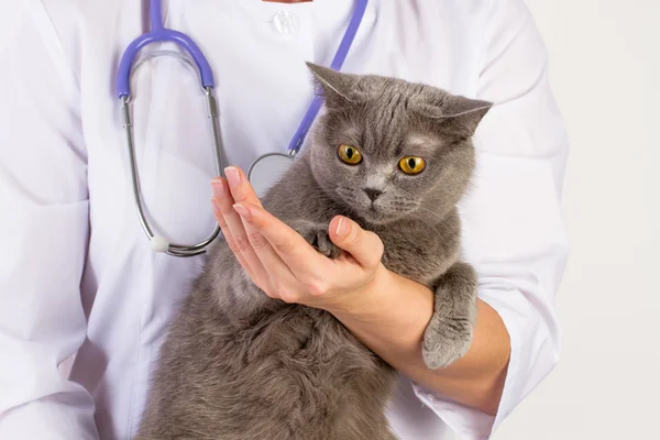 İngiliz kedi basılı tutup başını okşayarak Veteriner Hekim