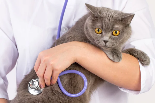Ветеринар держит кошку на руках — стоковое фото