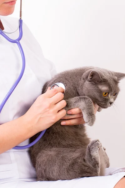 Weterynaryjny lekarz trzymając brytyjski kot i gładząc głowę — Zdjęcie stockowe