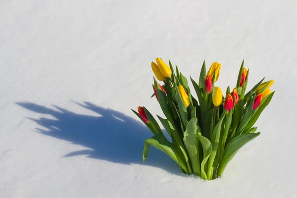 Tulipani nella neve — Foto Stock