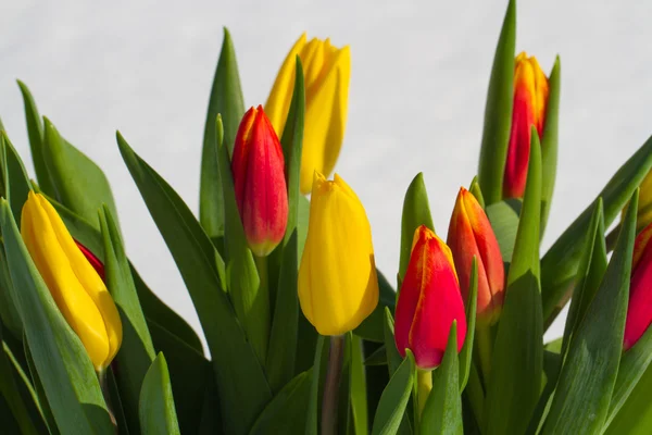 Tulipány ve sněhu — Stock fotografie