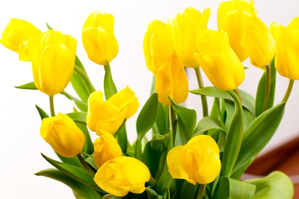 Bouquet of tulips on a white background — Stock Photo, Image