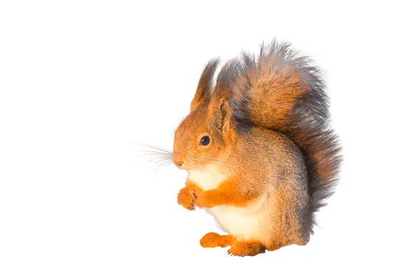Flauschiges Rotes Eichhörnchen Mit Gefalteten Beinen Auf Brust Isoliert Auf lizenzfreie Stockfotos