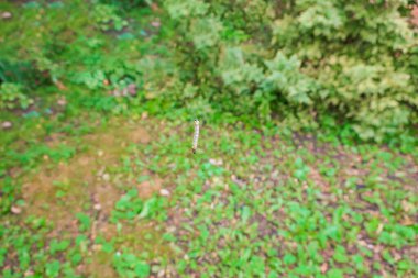 yeşil tırtıl rüzgarda sallanıyor yeşil çimenlik arka planda