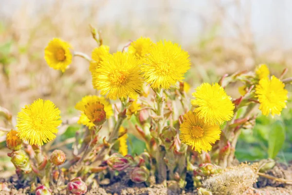 背景画像 春の太陽に照らされた黄色の野花 — ストック写真