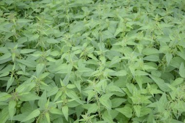 Arkaplan resmi: Yeşil şifalı bitkilerden oluşan çalılık