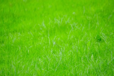 Arkaplan resmi: çimenlikteki yeşil çimlerin dokusu