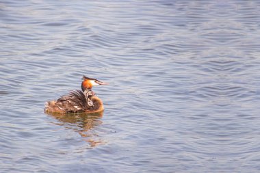 İki yavrunun gölde yüzdüğü, suya yansıyan büyük ibikli yaban ördeği.