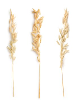 kulakları üzerine beyaz izole yulaf 