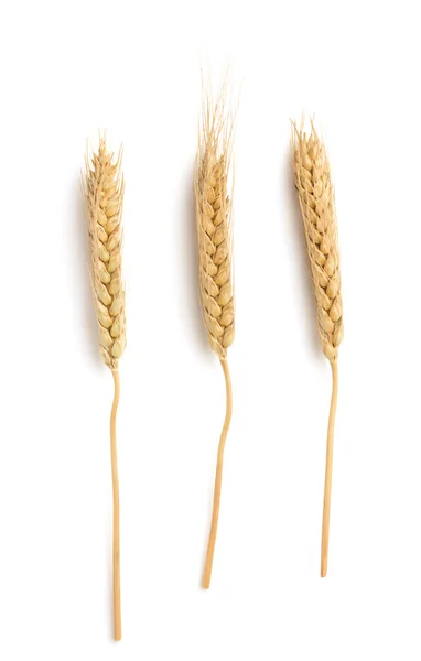 Ears of wheat isolated on white — Stock Photo, Image