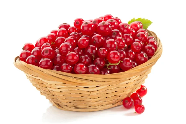 Red currants on white — Stock Photo, Image