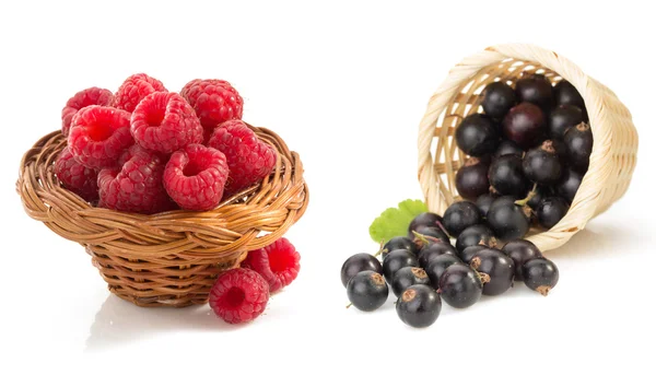 Raspberry and currants  on white background — Stock Photo, Image