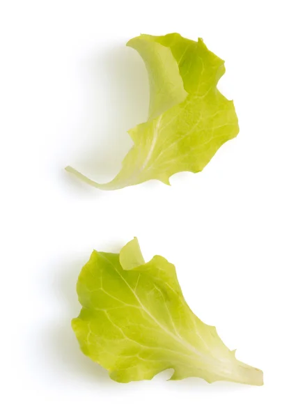 Δύο φύλλα σαλάτας — Φωτογραφία Αρχείου