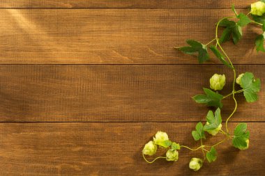 Hop koniler ve yaprakları