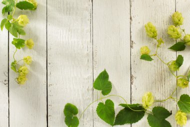 Hop koniler ve yaprakları