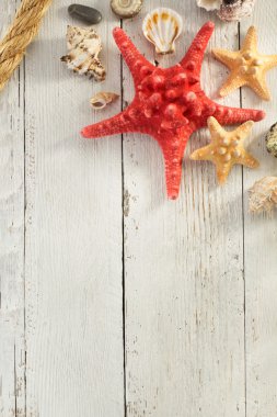 Kabukları farklı şekillerde ve boyutlarda