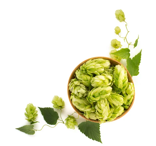 Bowl full of hop cones — Stock Photo, Image