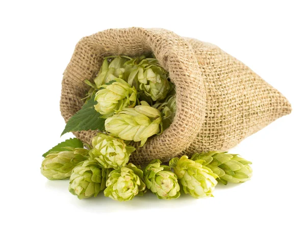 Cônes de houblon dans un sac en lin — Photo