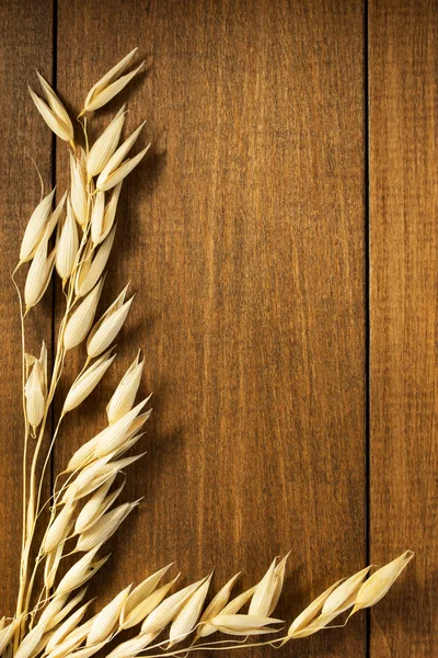 Close-up of ears of oat — Stock Photo, Image