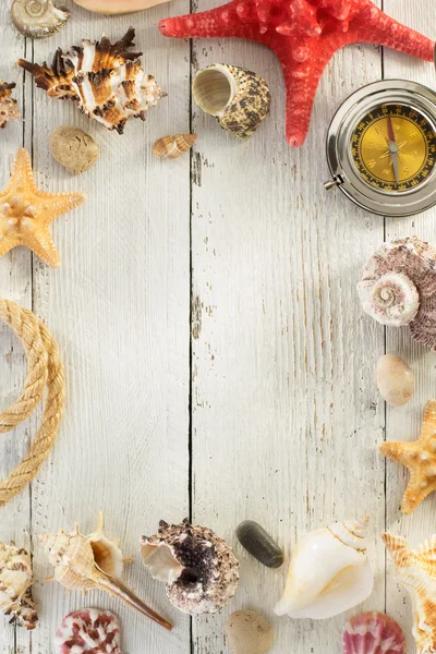 Close-up of colorful seashells — Stock Photo, Image