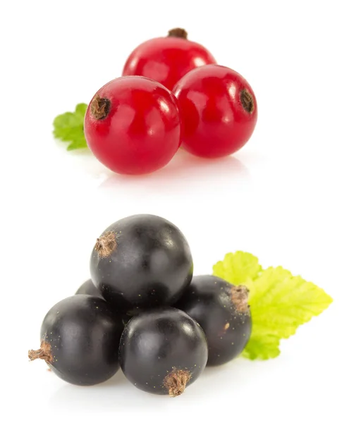 Red and black currants berries — Stock Photo, Image