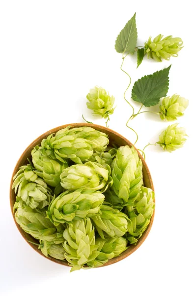 Bowl full of hop cones — Stock Photo, Image