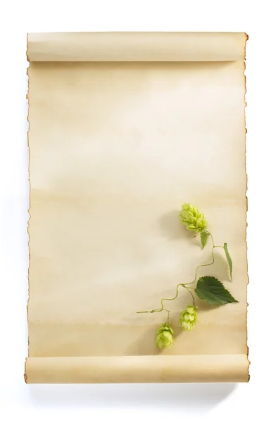Cônes de houblon sur papier — Photo
