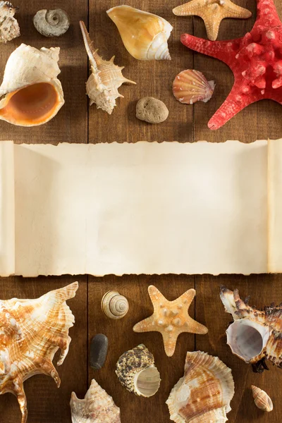 Seashell on wooden background — Stock Photo, Image