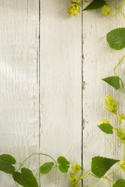 Ahşap üzerine hop koniler