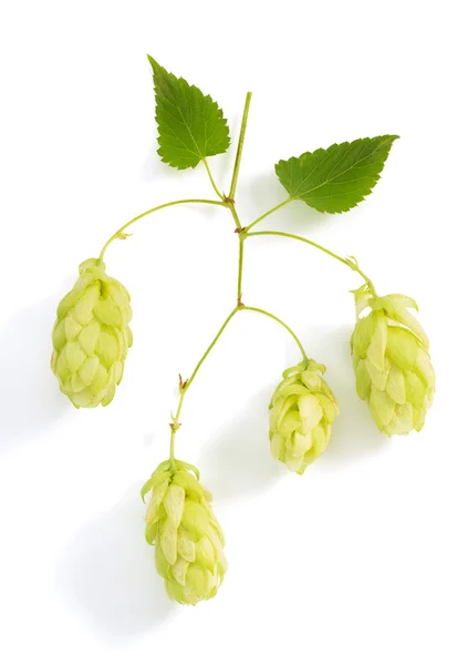 Cones de lúpulo isolados em branco — Fotografia de Stock